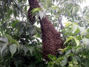 Ο γοητευτικός κόσμος των μελισσών