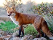 Ρίψη εμβολίων για τη λύσσα των κόκκινων αλεπούδων