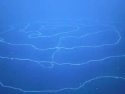 Ανακαλύφθηκε στα βάθη της θάλασσας το μακρύτερο ζώο της Γης