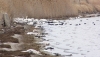 Δεκάδες πουλιά εντοπιστήκαν νεκρά στη Ροδόπη