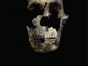 Βρήκαν απολιθώματα του Homo naledi