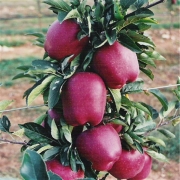 Οδηγίες για αντιμετώπιση ασσθενειών σε μηλιές και αχλαδιές