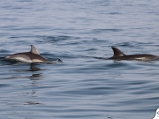Καταγράφει  τα δελφίνια  του Θερμαϊκού