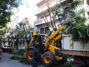 Τρίκαλα: Κλαδεύτηκαν επικίνδυνα σε ύψος δέντρα μετά από χρόνια