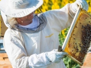 Πιέσεις της Περιφέρειας για τη στήριξη  του βαμβακιού και της μελισσοκομίας