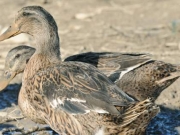 Κρούσμα της γρίπης των πτηνών σε Ισπανία και Ιταλία