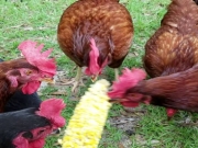 Κοτόπουλα χρησιμοποιούνται ως… σκουπιδοφάγοι