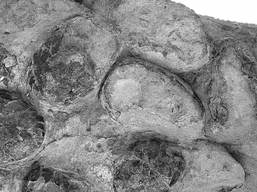 Ανακαλύφθηκαν αυγά κροκοδείλου 152 εκατ. ετών