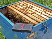 Ζυγαριές και GPS το 24ωρο μάτι του μελισσοκόμου στις κυψέλες