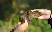 Δακτυλιώσεις πτηνών στην περιοχή της λίμνης Βόλβης