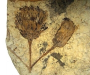 Αρχαιολογία: Άνθη… 14.000 ετών ανακάλυψαν οι αρχαιολόγοι