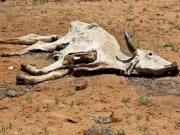 Στη Νότιο Αφρική, τα οικόσιτα ζώα πεθαίνουν από την ξηρασία (Φωτογραφία: Reuters )