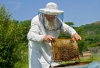 Πρόγραμμα βελτίωσης των συνθηκών παραγωγής και εμπορίας προϊόντων της μελισσοκομίας έτους 2015