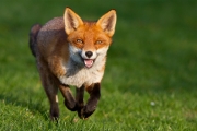 Ξεκινά την Παρασκευή πρόγραμμα εμβολιασμού αλεπούδων κατά της λύσσας