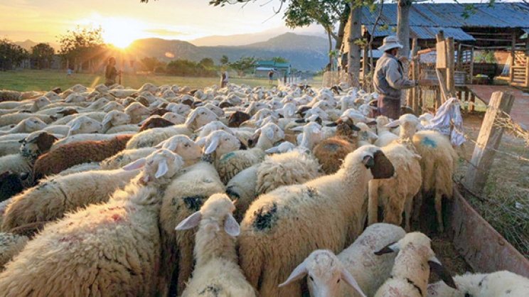 Ενισχύσεις έως 15.000 € σε κτηνοτρόφους