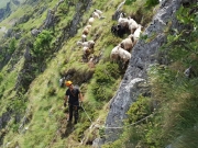 Οι διασώστες χρειάστηκε να οδηγήσουν ένα – ένα τα πρόβατα σε ασφαλές σημείο