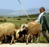 Κέλλας: Ανοχύρωτοι και φέτος οι κτηνοτρόφοι