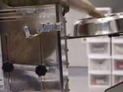 Μαϊμού οδηγεί με τη σκέψη αναπηρικό καροτσάκι