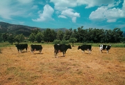 Κρούσματα τρελλών αγελάδων σε νεκρά βοοειδή στη Φθιώτιδα