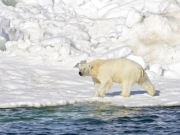 Οι πολικές αρκούδες κινδυνεύουν από λιμοκτονία