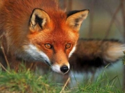 Ξεκινά αύριο ο εμβολιασμός των κόκκινων αλεπούδων