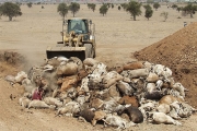 2.500 νεκρά ζώα από τη Θεσσαλία!