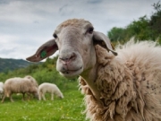 Όχι στην επιβάρυνση των κτηνοτρόφων με το τέλος καύσης ζώων
