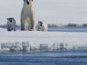 Η κλιματική αλλαγή απειλεί τις πολικές αρκούδες
