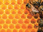 Μην πειράζετε τις μέλισσες για να μην σας πειράξουν