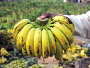 Οι φυτείες μπανάνας απειλούνται ξανά