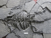 Aπολιθωμένη  χελώνα ηλικίας...  228 εκατ. ετών!