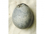 Εντοπίστηκε άθικτο αυγό 1.700 ετών