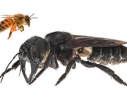 Επανεμφανίστηκε η μέλισσα-«τέρας»