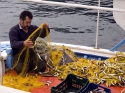 Ειδικές άδειες αλιείας μεγάλων πελαγικών ειδών για το αλιευτικό έτος 2016
