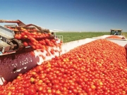 Μειωμένες παραγωγή και η τιμή της βιομηχανικής ντομάτας στον κάμπο