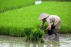 Πριν 9.400 χρόνια ξεκίνησε η καλλιέργεια ρυζιού