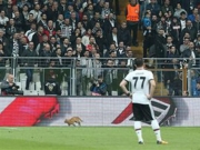 UEFA: Bαρύ πρόστιμο  στην Μπεσίκτας  για μία... γάτα!