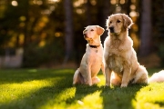 Doggrin: Το πρώτο ελληνικό site γνωριμιών για σκύλους!