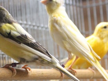 Εκθεση ωδικών πτηνών στα Τρίκαλα