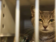 ΑΥΣΤΡΑΛΙΑ:  Θα εξοντώσει  εως και 2 εκατ.  αδέσποτες γάτες
