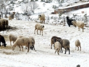 Προληπτικά μέτρα από κτηνοτρόφους για αντιμετώπιση αποκλεισμών από χιονοπτώσεις