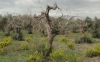 Στην Ισπανία ο «Έμπολα των ελαιόδεντρων»