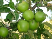 Πρόβλημα και φέτος με τα πράσινα μήλα της Αγιάς