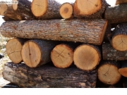 Δωρεάν μάθημα για την αναγνώριση και την ποιότητα του ξύλου