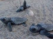  Εκατοντάδες θαλάσσιες χελώνες γέννησαν φέτος τα αβγά τους στη Ζάκυνθο.
