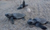  Εκατοντάδες θαλάσσιες χελώνες γέννησαν φέτος τα αβγά τους στη Ζάκυνθο.