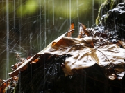 Η βροχή διασπείρει τα μικρόβια του χώματος