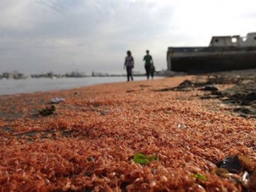 Εκατομμύρια νεκρές γαρίδες ξεβράστηκαν στην παραλία Καλέτα Ρόχας στο Κορονέλ της Χιλής   (Φωτογραφία:  Reuters )