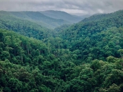 Οι τροφές που καταστρέφουν  τα δάση στις τροπικές  γωνιές του πλανήτη