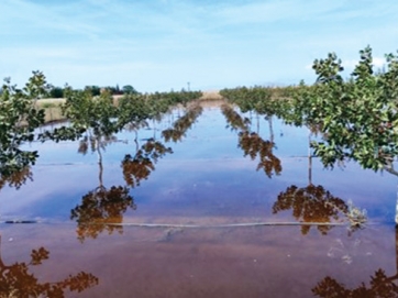 Πλημμυρισμένος αγρός με δέντρα φιστικιάς στην περιοχή Αχιλλείου